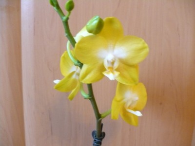 orchidejka.JPG