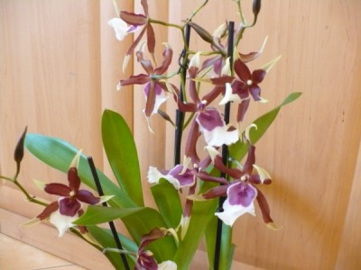 nová orchidej.JPG