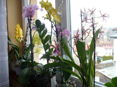 orchideje 20.3.2010.JPG