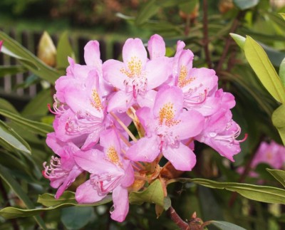 Rododendron.jpg
