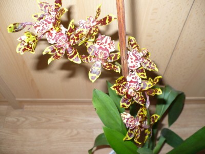 orchidej.JPG