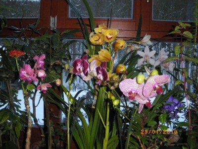 nové hyacinty a orchidee 020.jpg