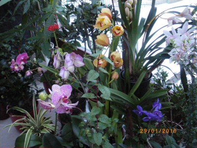 nové hyacinty a orchidee 018.jpg