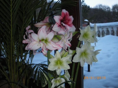 nové hyacinty a orchidee 021.jpg